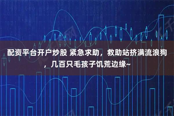 配资平台开户炒股 紧急求助，救助站挤满流浪狗，几百只毛孩子饥荒边缘~