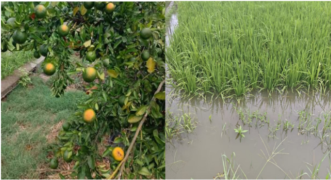 图5 浙江龙游柑橘日灼（左）和广东阳江稻田受淹（右