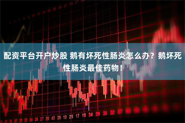 配资平台开户炒股 鹅有坏死性肠炎怎么办？鹅坏死性肠炎最佳药物！